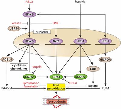 Inflammation in a ferroptotic environment